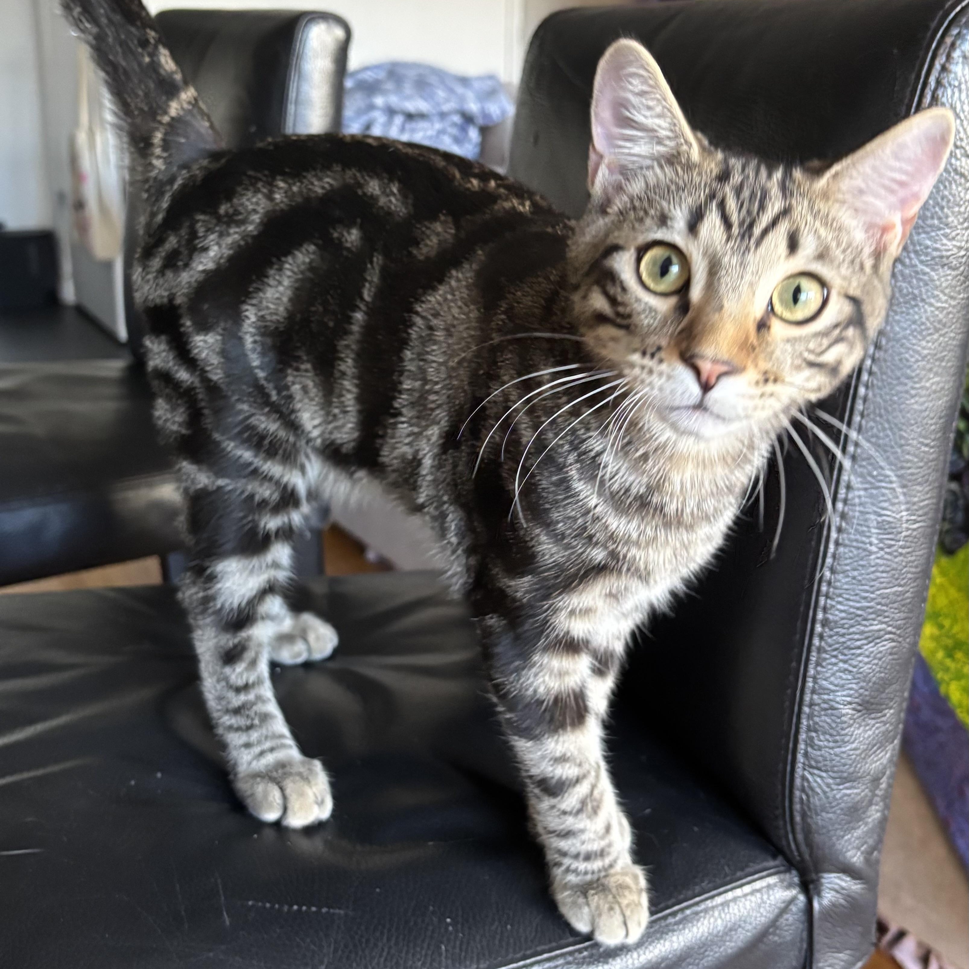 Enlarge Duke, a Adoptable Domestic Short Hair in Renton , WA image 1/6