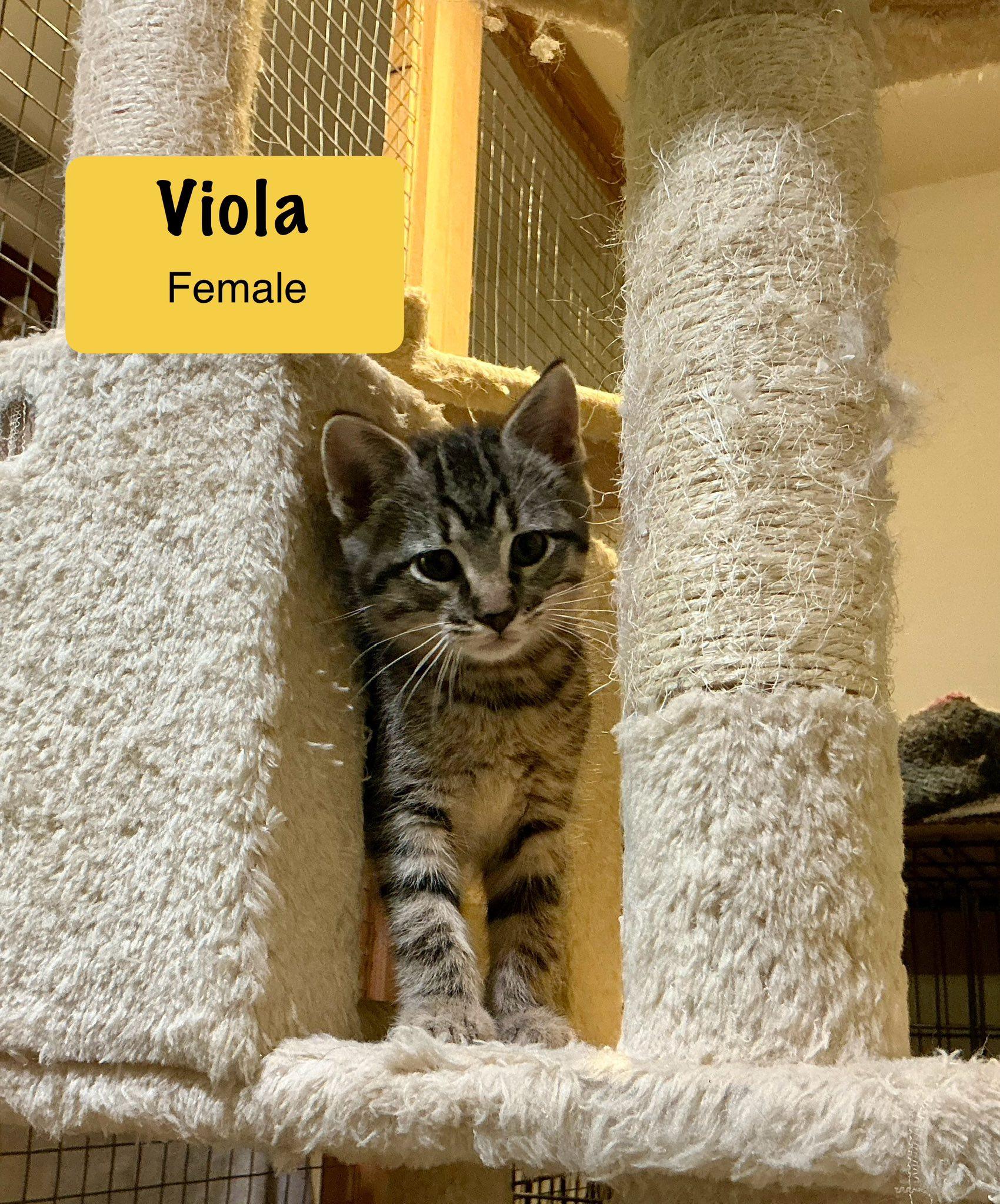 Viola (AVAILABLE 7/5)