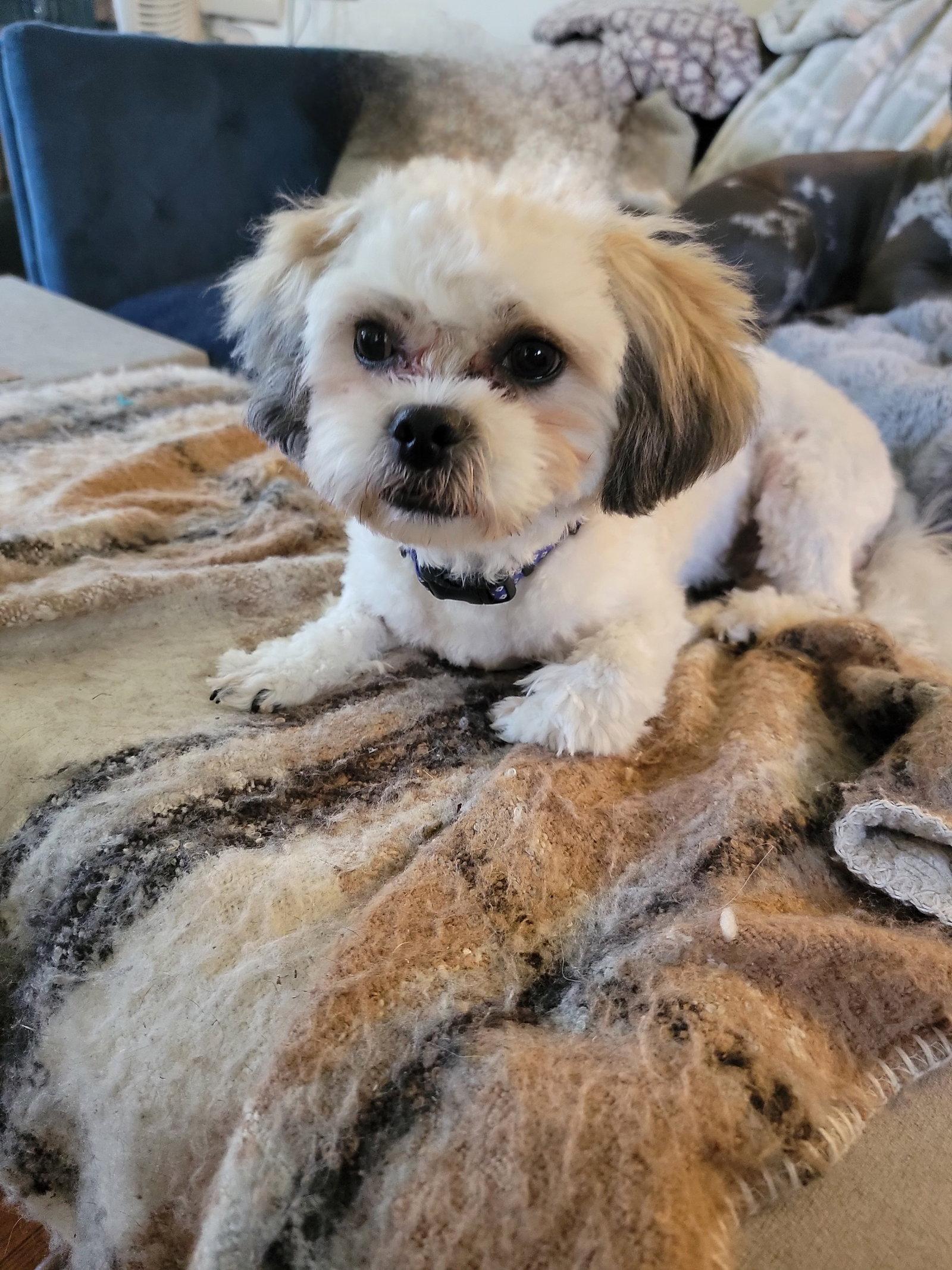 Cooper "Teddy Bear", a Adopted mixed breed in Cuyahoga Falls, OH image 1/3