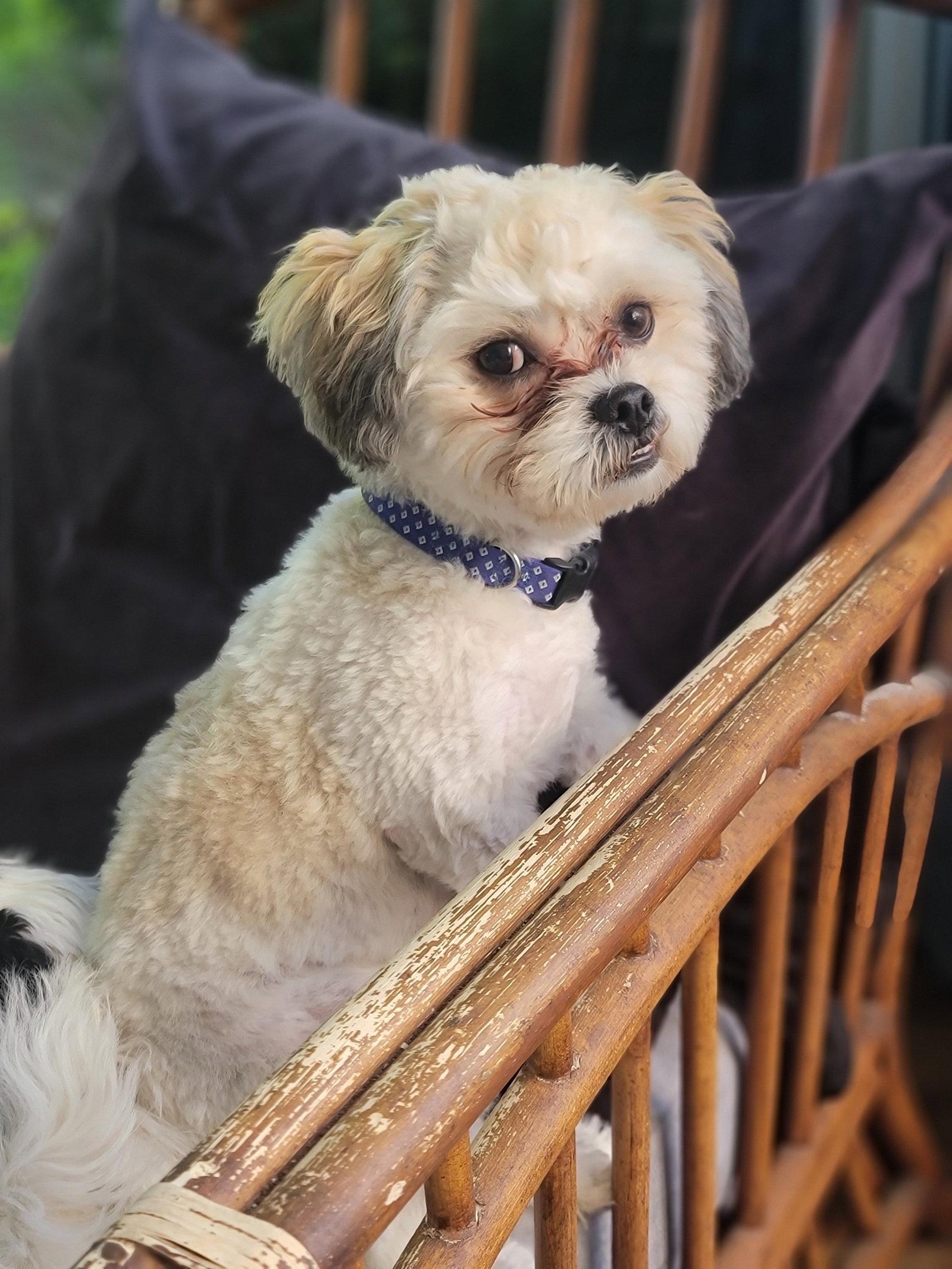 Cooper "Teddy Bear", a Adopted mixed breed in Cuyahoga Falls, OH image 3/3