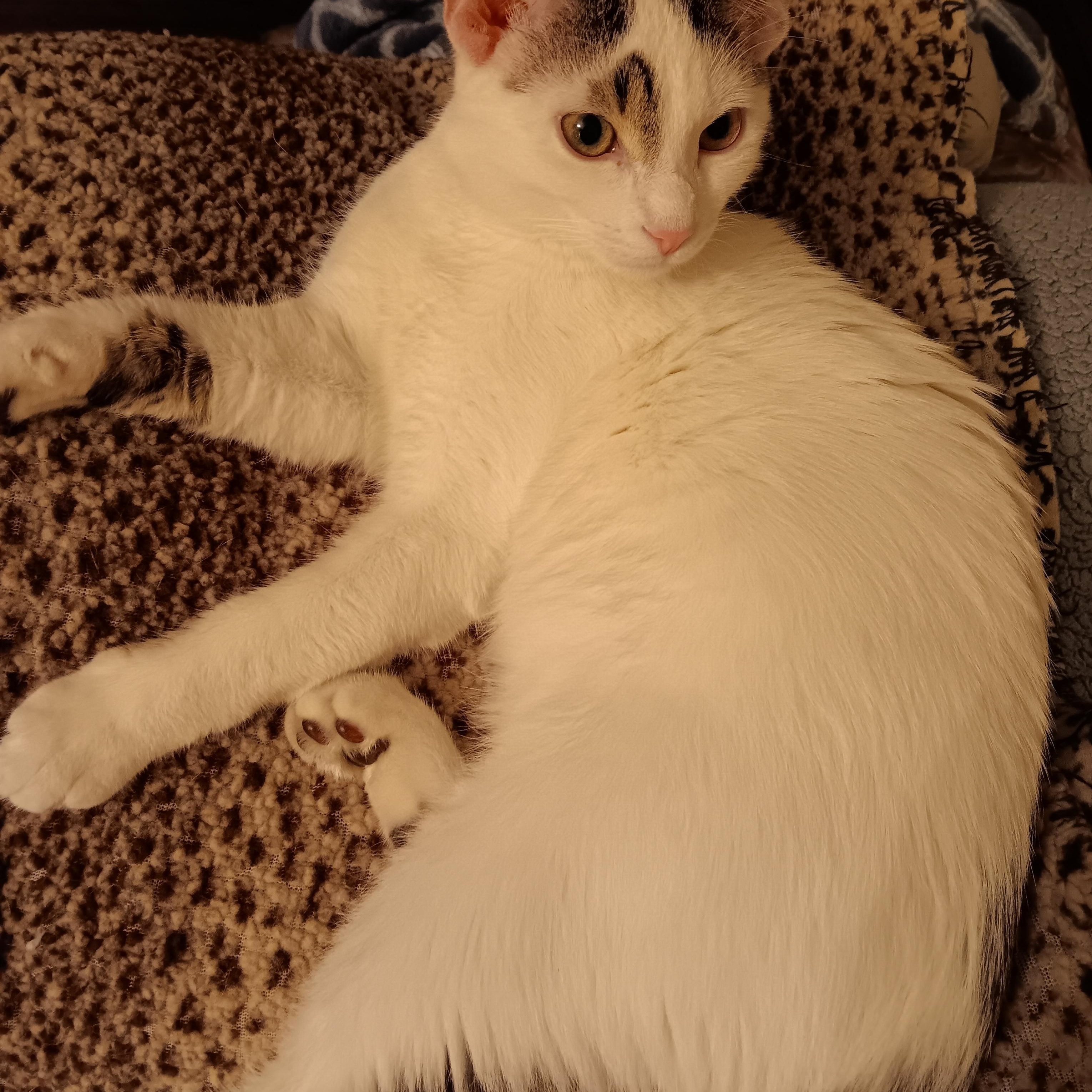 Enlarge Jason, a ADOPTABLE Domestic Short Hair in St. Charles, IL image 2/5