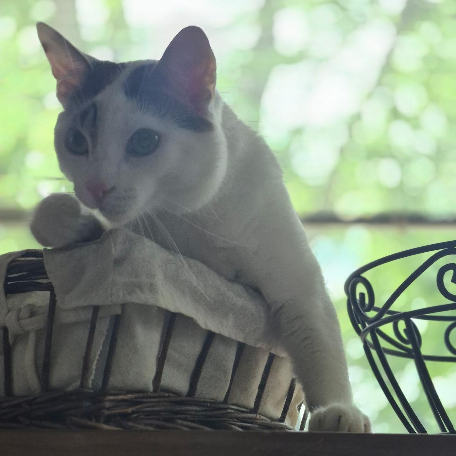 Jason, ADOPTABLE, Adult Male Domestic Short Hair.