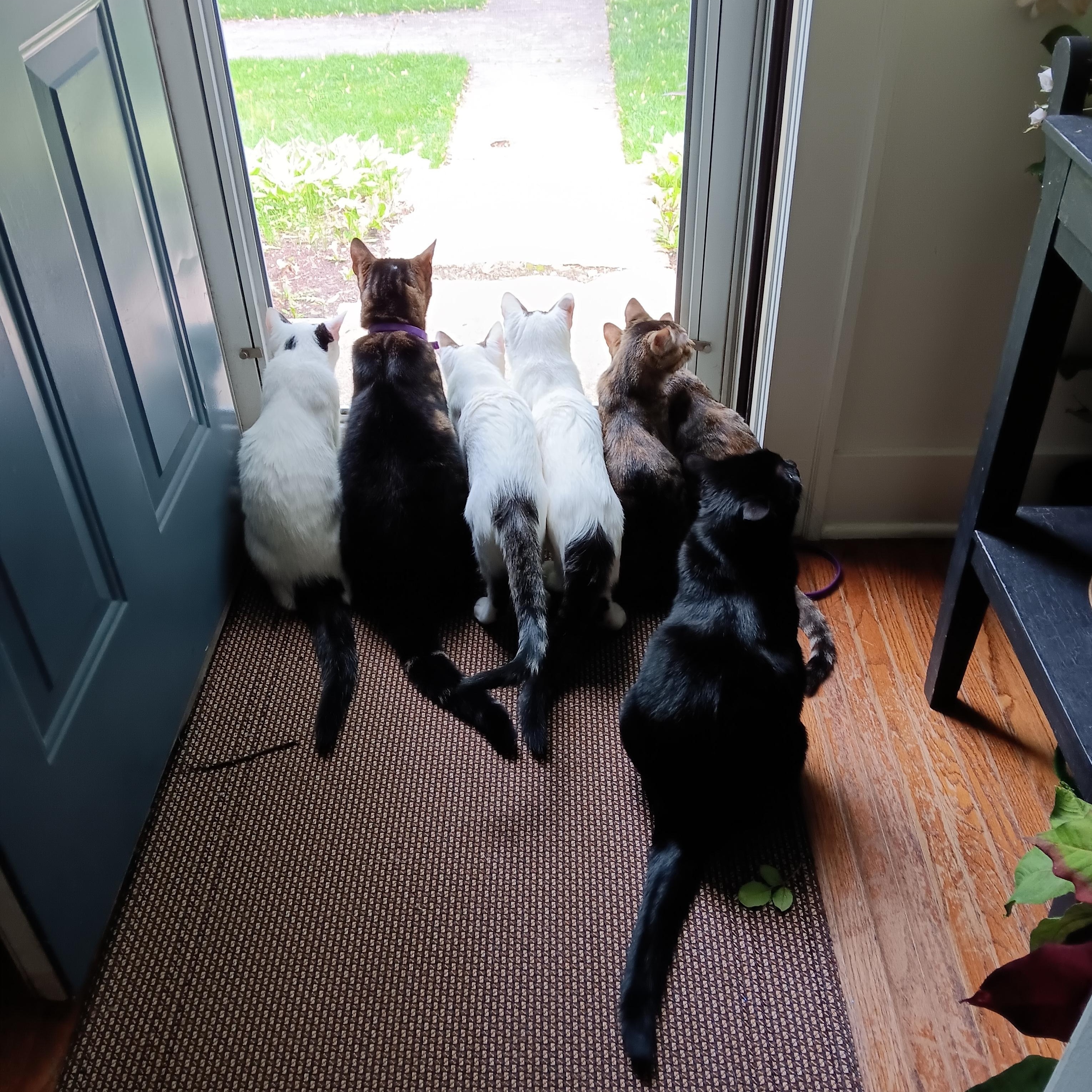 Enlarge Jason, a ADOPTABLE Domestic Short Hair in St. Charles, IL image 5/5