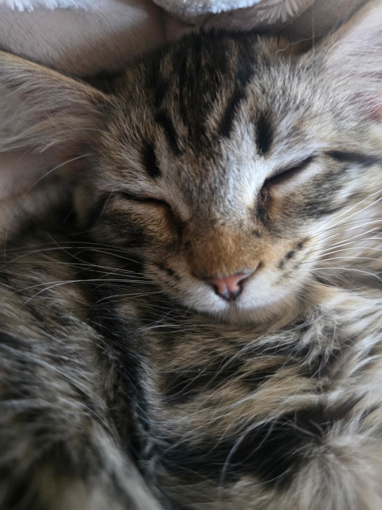 Waffles, Adoptable, Kitten Male Domestic Medium Hair.