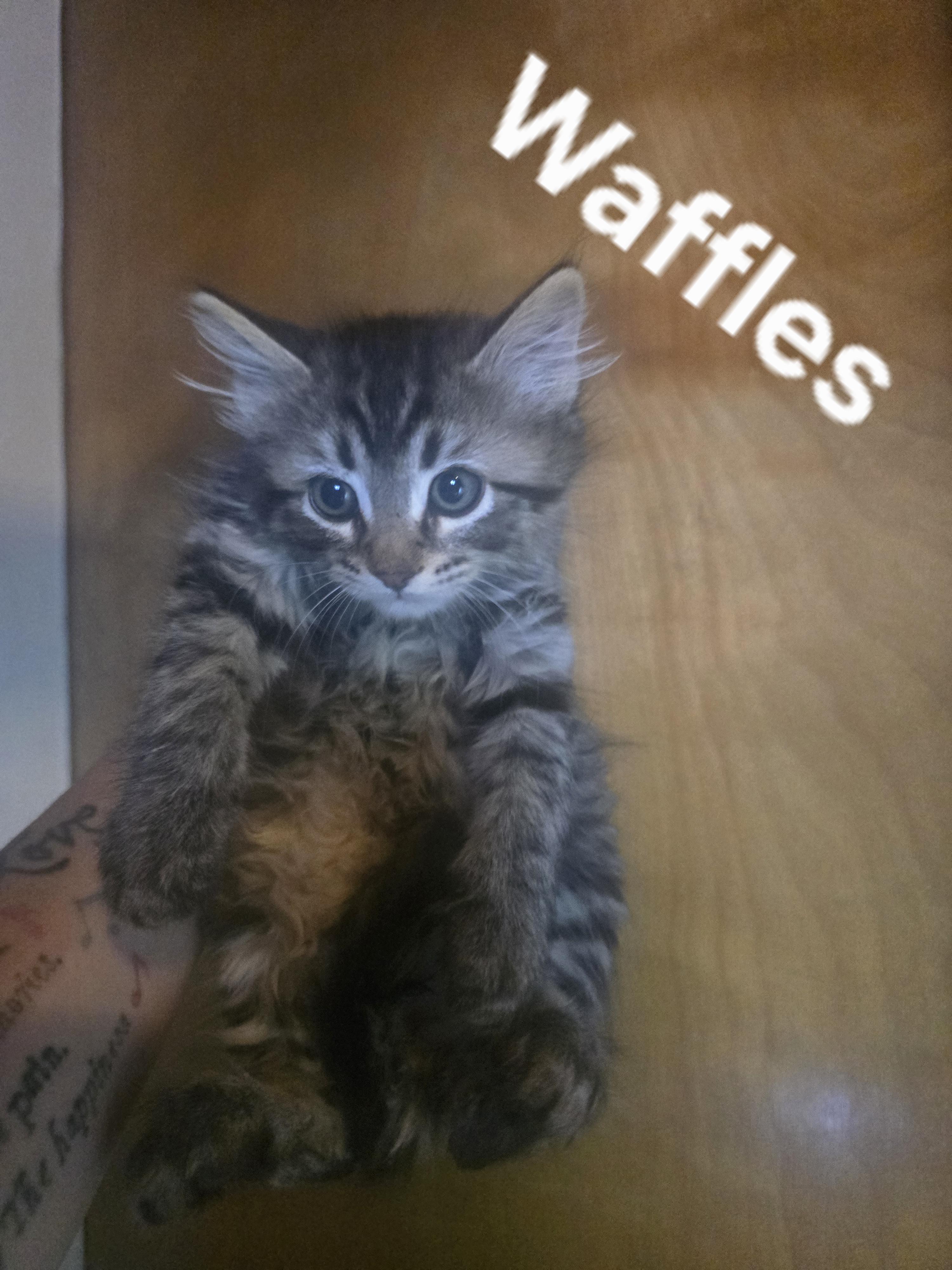 Waffles, a Adoptable Domestic Medium Hair in Gardnerville, NV image 2/3