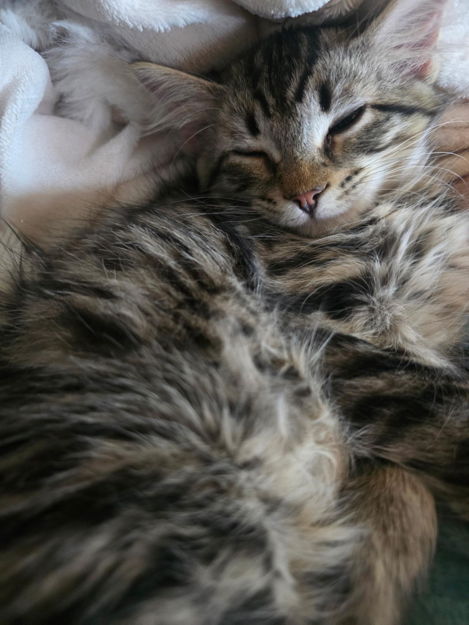 Waffles, a Adoptable Domestic Medium Hair in Gardnerville, NV image 3/3