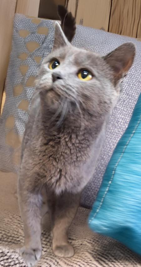 Mond At Montrose Petsmart! thumbnail 3