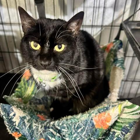 Astrid, a Adoptable Domestic Short Hair in Amarillo, TX image 1/6