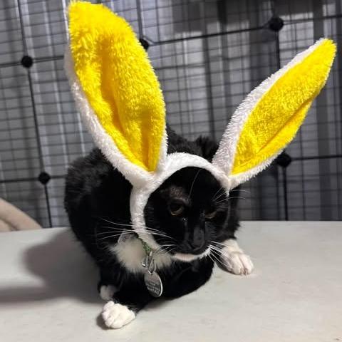 Astrid, Adoptable, Adult Female Domestic Short Hair.