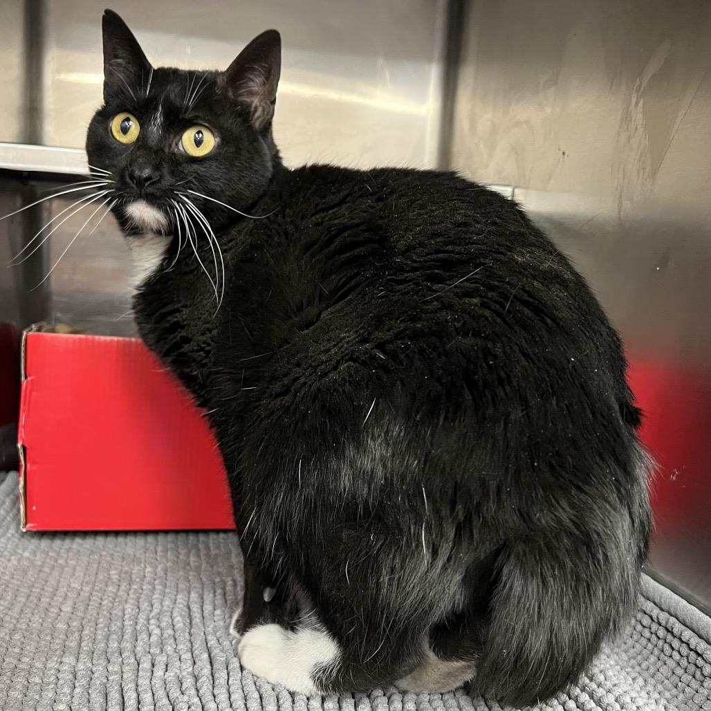 Astrid, a Adoptable Domestic Short Hair in Amarillo, TX image 3/6