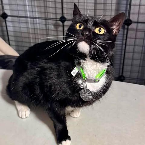 Astrid, a Adoptable Domestic Short Hair in Amarillo, TX image 4/6