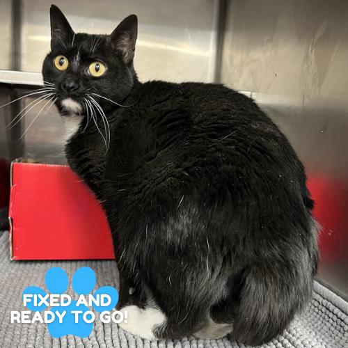 Astrid, a Adoptable Domestic Short Hair in Amarillo, TX image 5/6