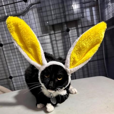 Astrid, a Adoptable Domestic Short Hair in Amarillo, TX image 6/6