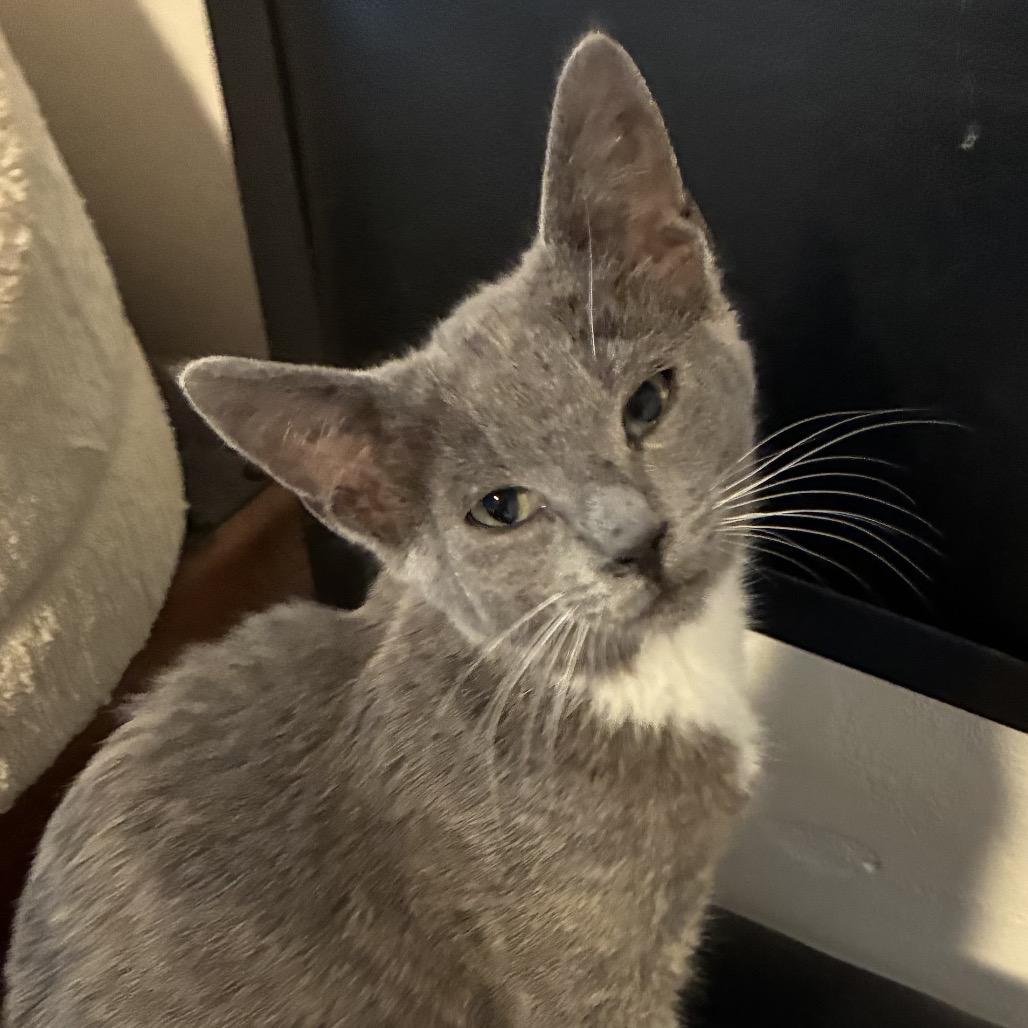 Frisky, Adoptable, Young Male Domestic Short Hair.