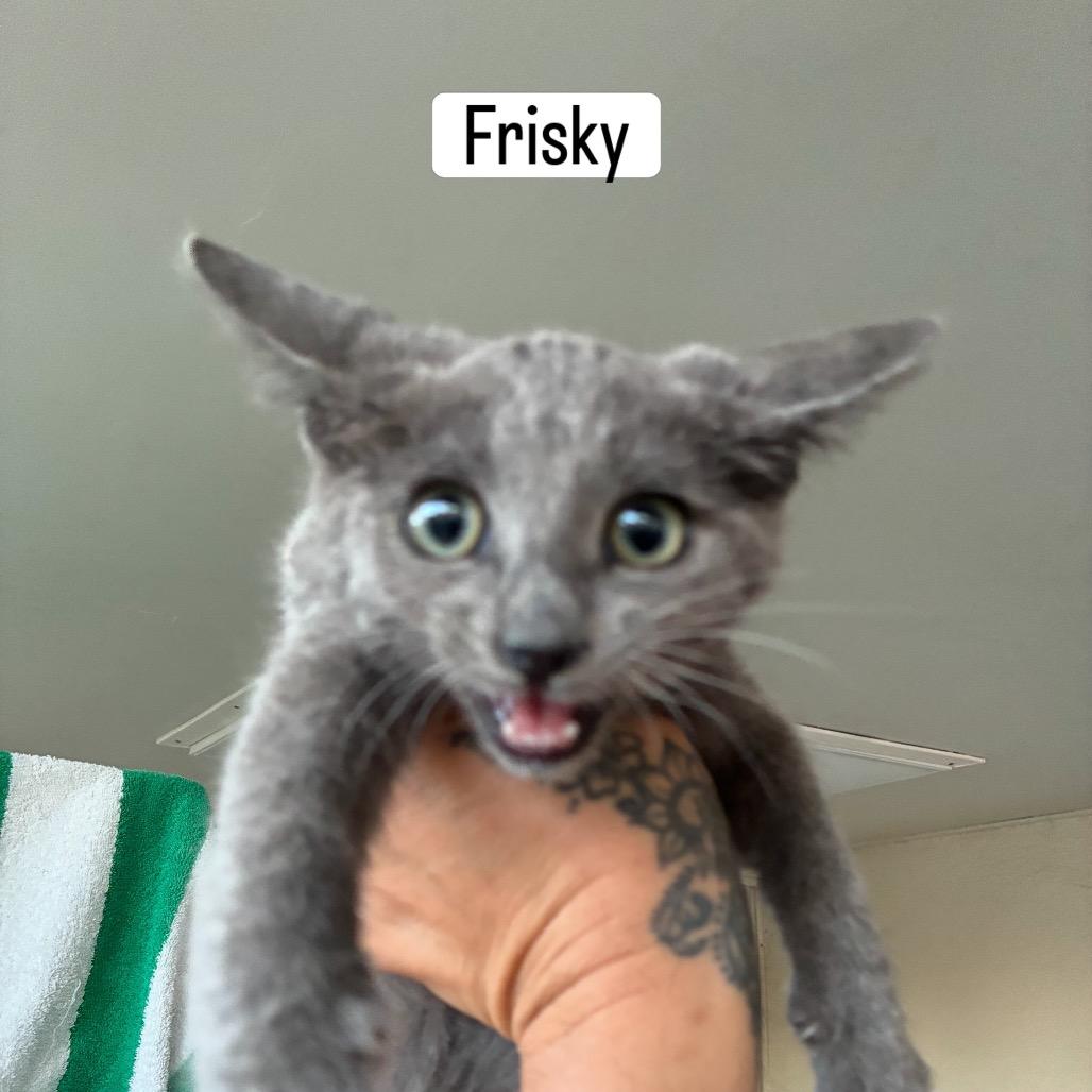 Enlarge Frisky, a Adoptable Domestic Short Hair in Calimesa, CA image 2/6