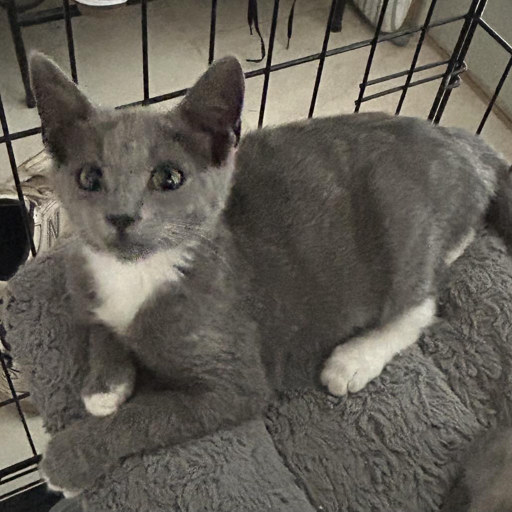 Enlarge Frisky, a Adoptable Domestic Short Hair in Calimesa, CA image 3/6