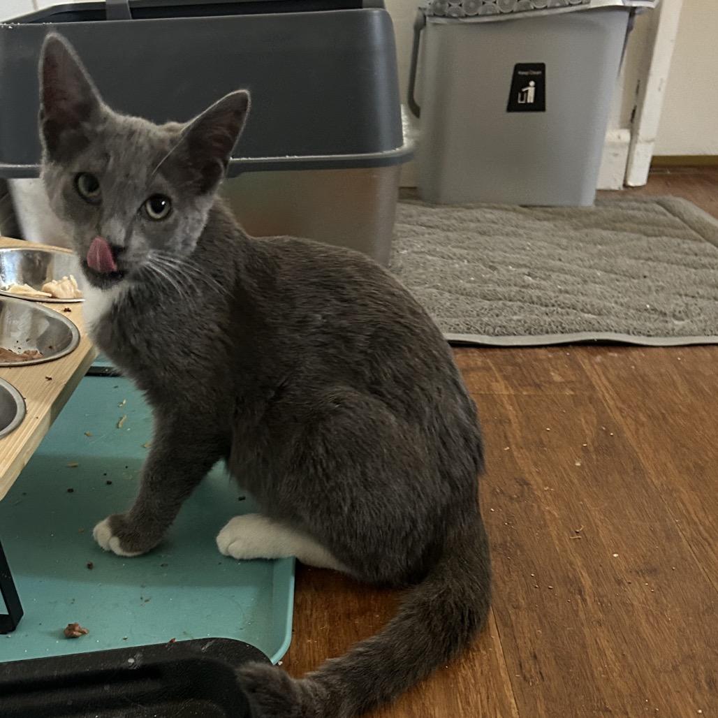Enlarge Frisky, a Adoptable Domestic Short Hair in Calimesa, CA image 4/6