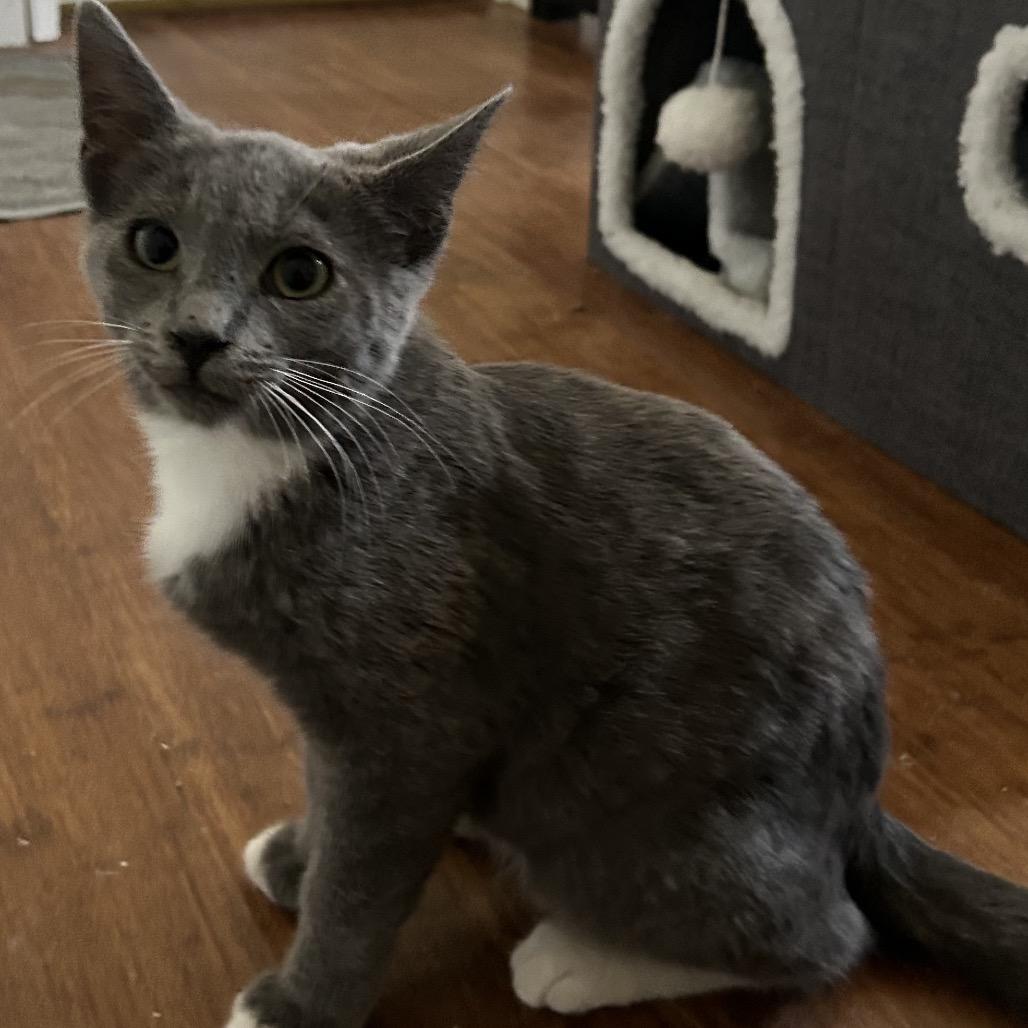 Enlarge Frisky, a Adoptable Domestic Short Hair in Calimesa, CA image 5/6