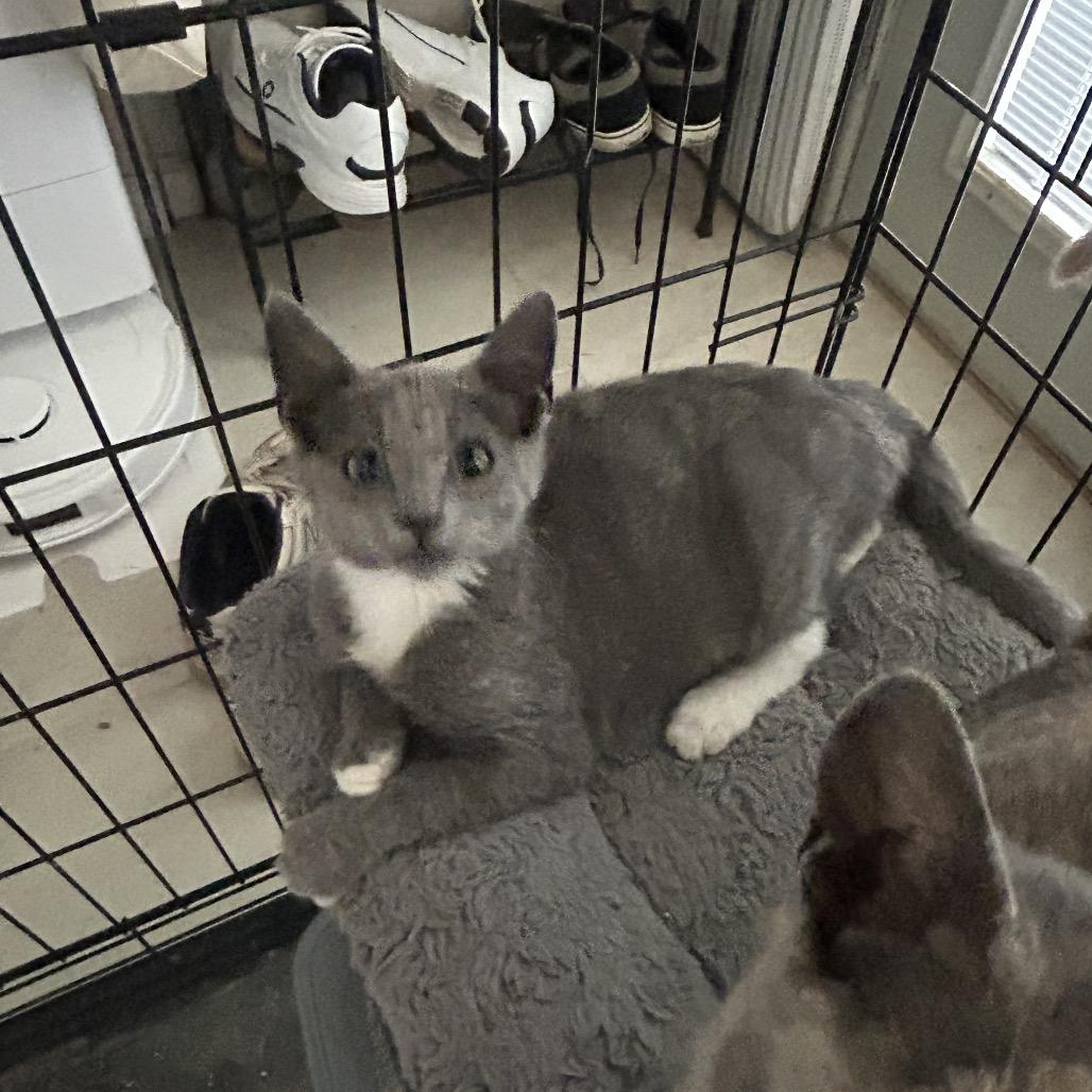 Enlarge Frisky, a Adoptable Domestic Short Hair in Calimesa, CA image 6/6