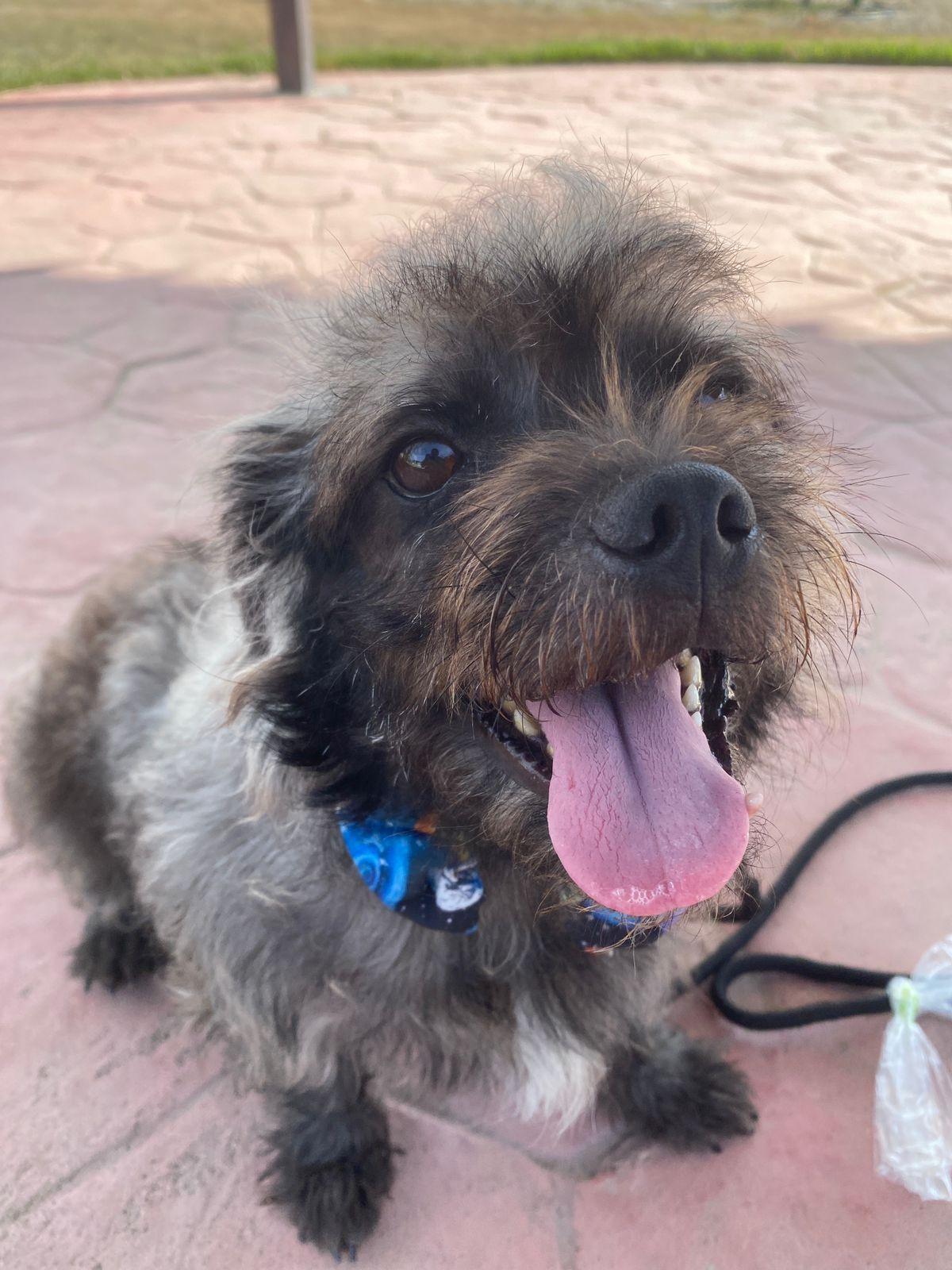 Huizapol, a ADOPTABLE mixed breed in Vancouver, BC image 1/6