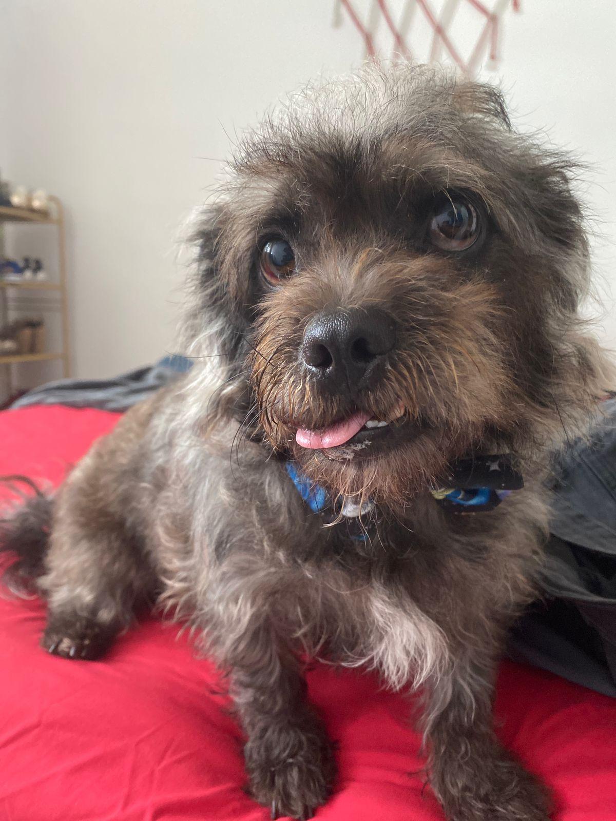 Huizapol, a ADOPTABLE mixed breed in Vancouver, BC image 5/6