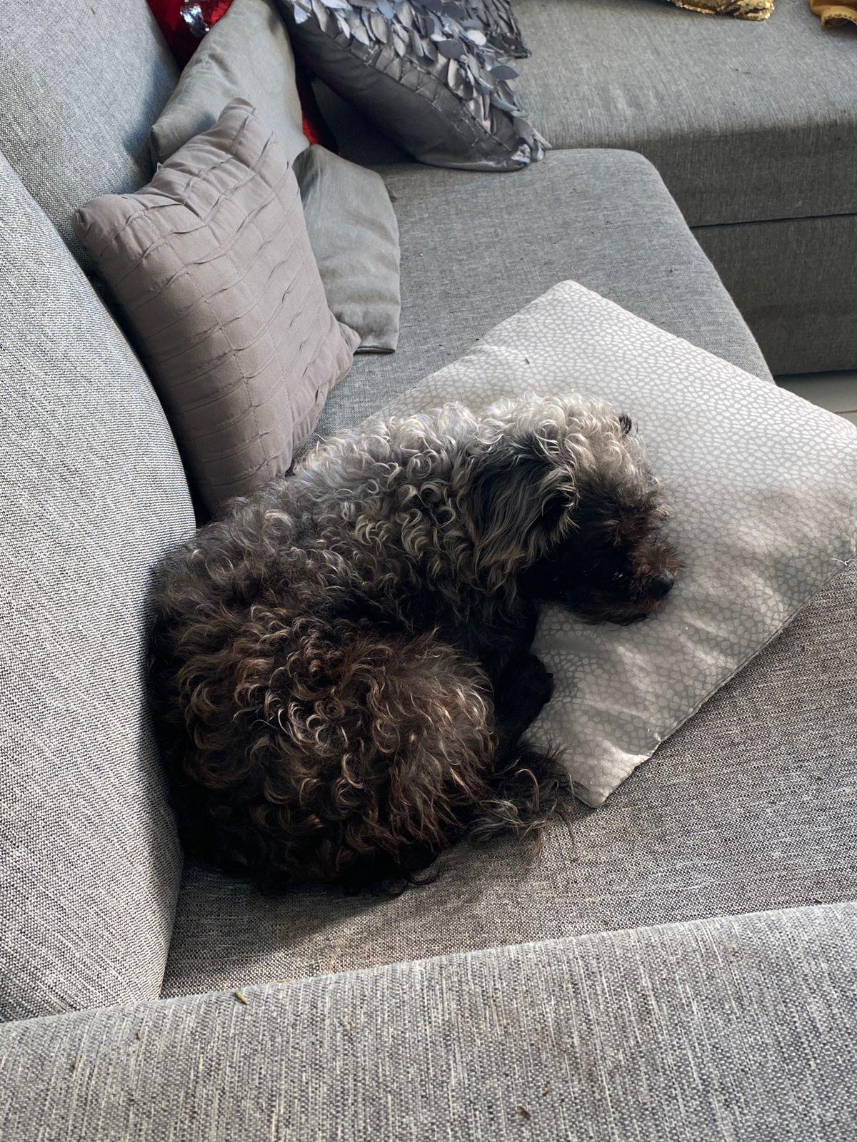 Enlarge Huizapol, a ADOPTABLE mixed breed in Vancouver, BC image 6/6