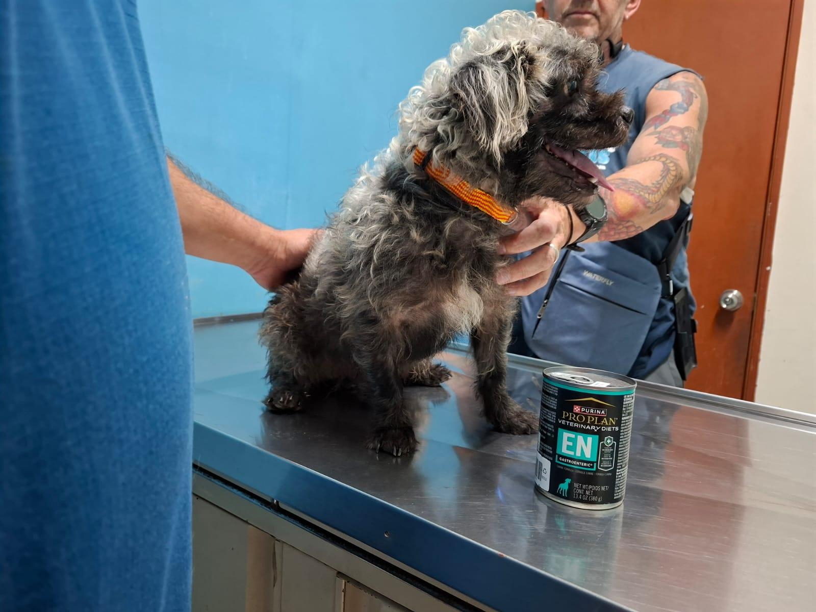 Enlarge Huizapol, a ADOPTABLE mixed breed in Vancouver, BC image 5/6