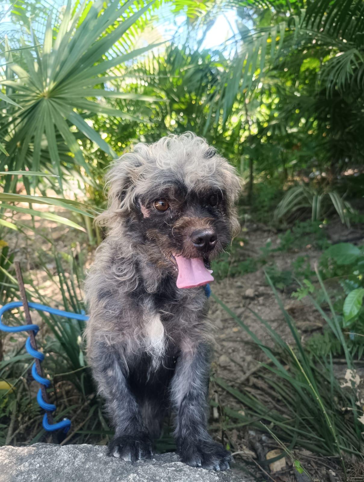 Enlarge Huizapol, a ADOPTABLE mixed breed in Vancouver, BC image 1/6