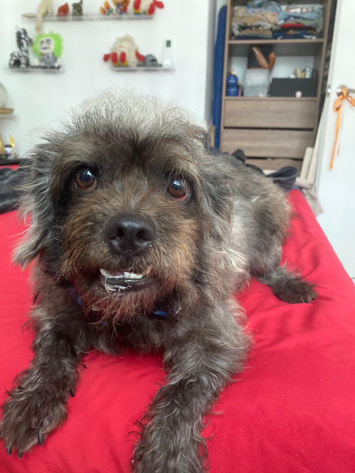 Huizapol, a ADOPTABLE mixed breed in Vancouver, BC image 6/6