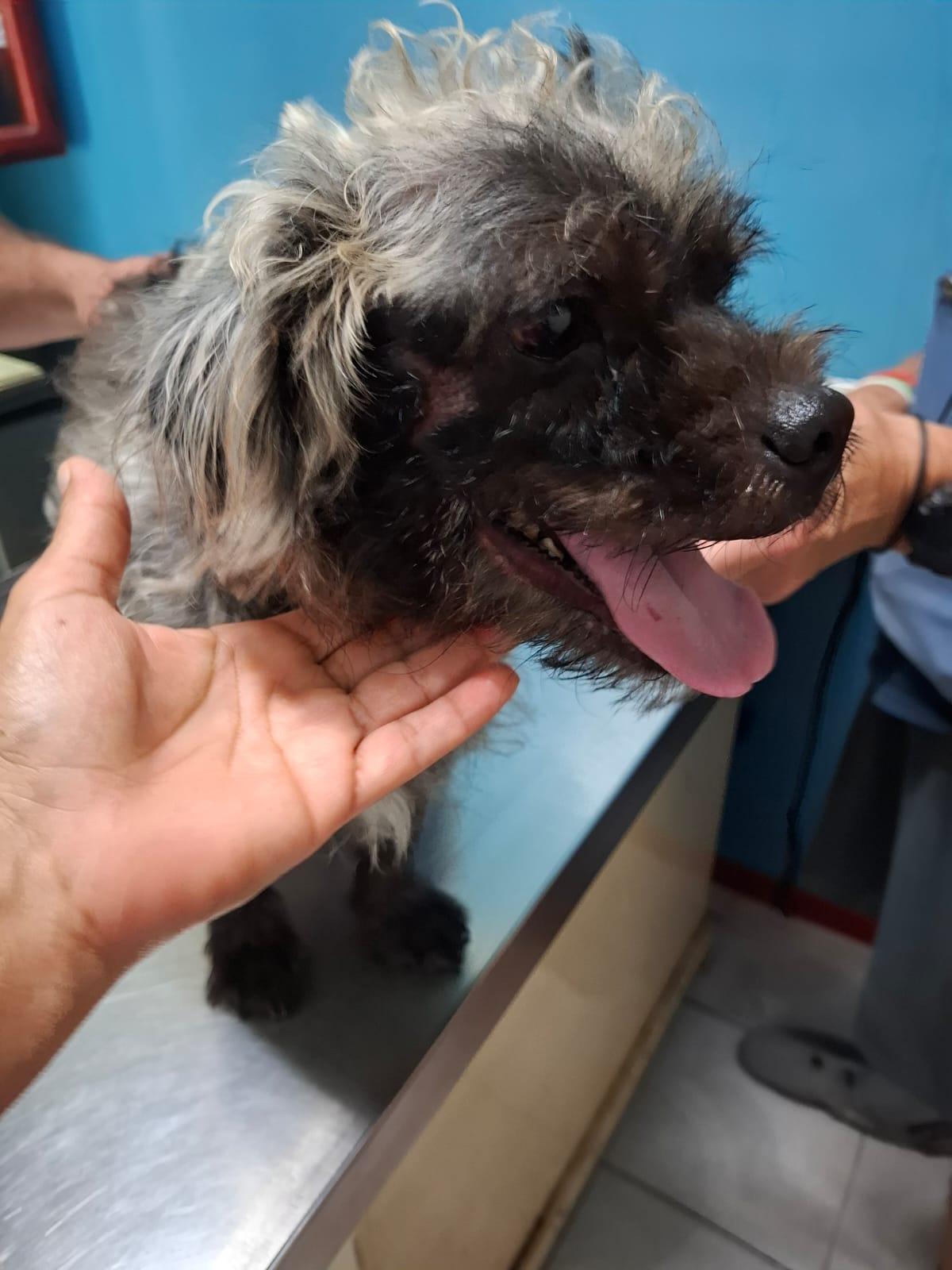 Enlarge Huizapol, a ADOPTABLE mixed breed in Vancouver, BC image 4/6