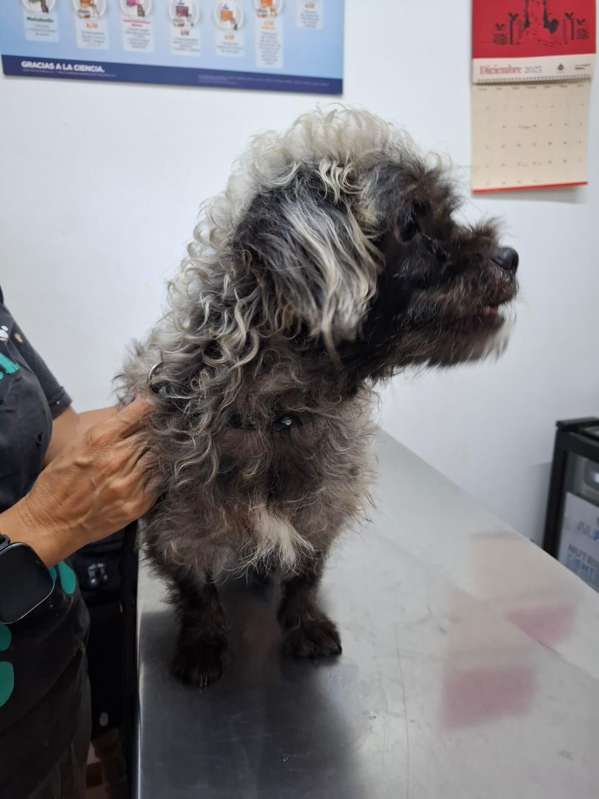 Enlarge Huizapol, a ADOPTABLE mixed breed in Vancouver, BC image 3/6