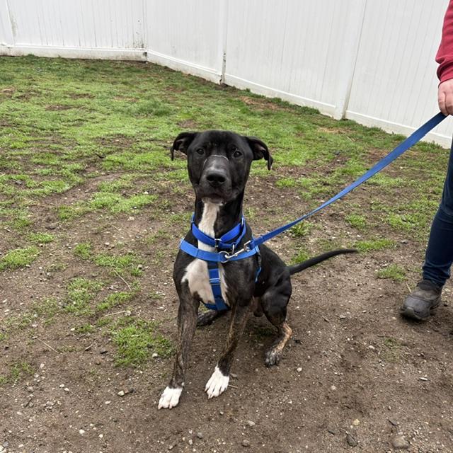 Enlarge PANTHER, a Adoptable mixed breed in Boston, MA image 1/1
