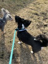 Ozzy, a Adopted mixed breed in Grand Haven, MI image 1/3