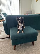 Ozzy, a Adopted mixed breed in Grand Haven, MI image 2/3