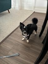 Ozzy, a Adopted mixed breed in Grand Haven, MI image 3/3