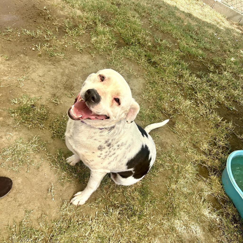 Enlarge Georgie, a Adoptable mixed breed in Fresno, CA image 2/6