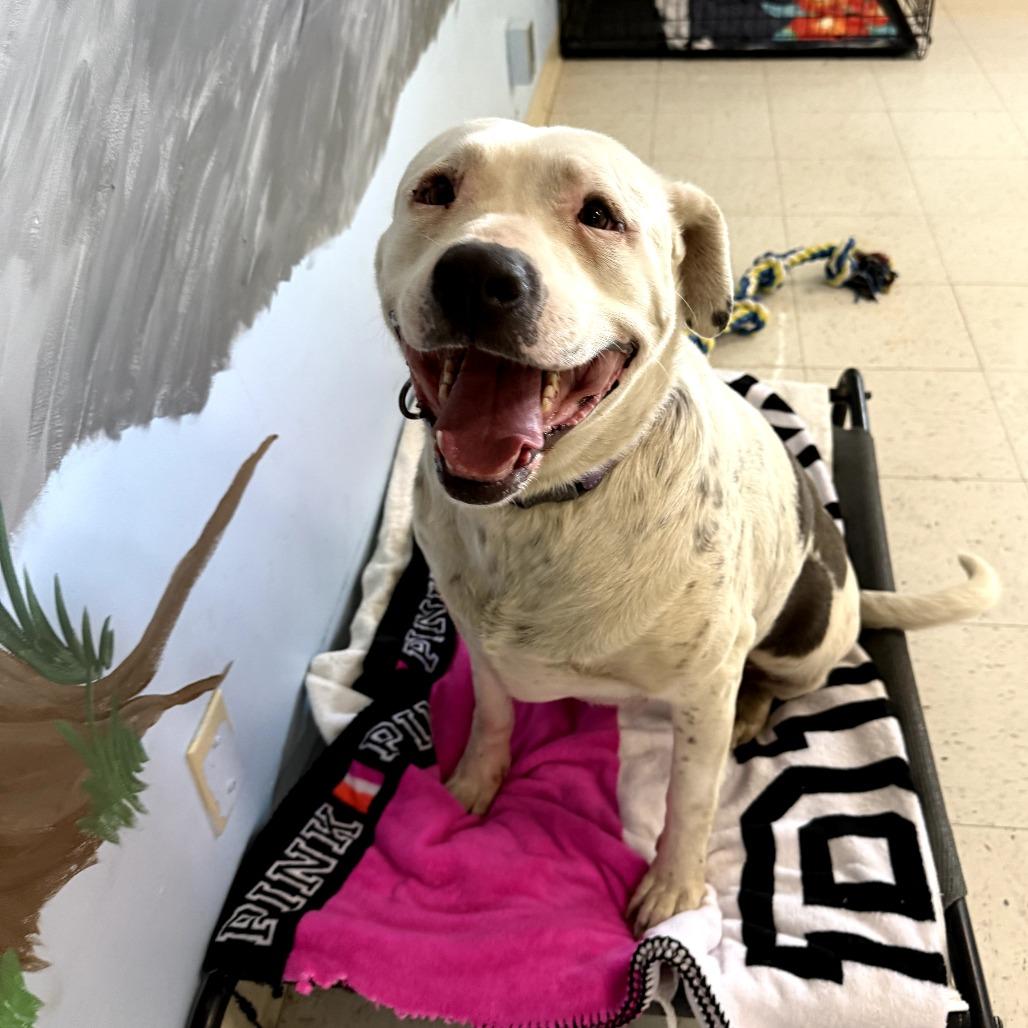 Enlarge Georgie, a Adoptable mixed breed in Fresno, CA image 3/6