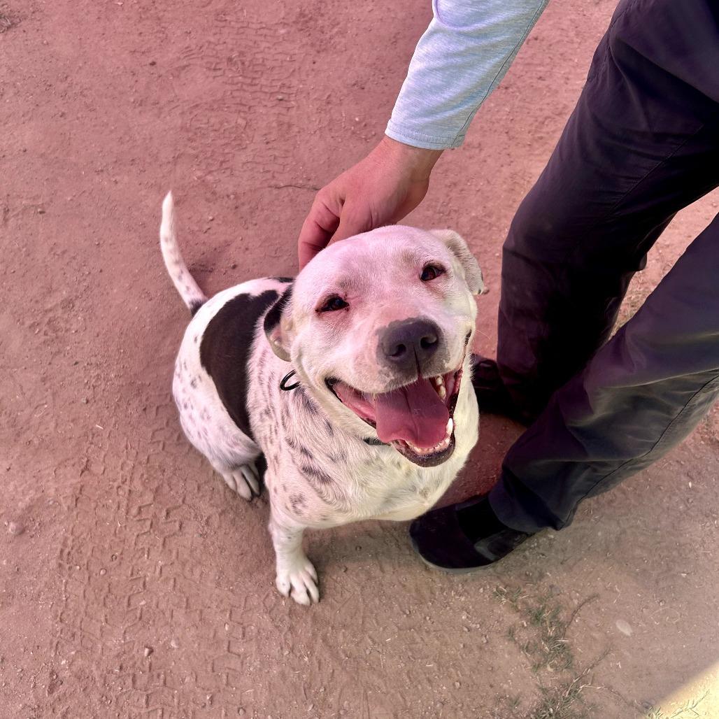 Enlarge Georgie, a Adoptable mixed breed in Fresno, CA image 4/6