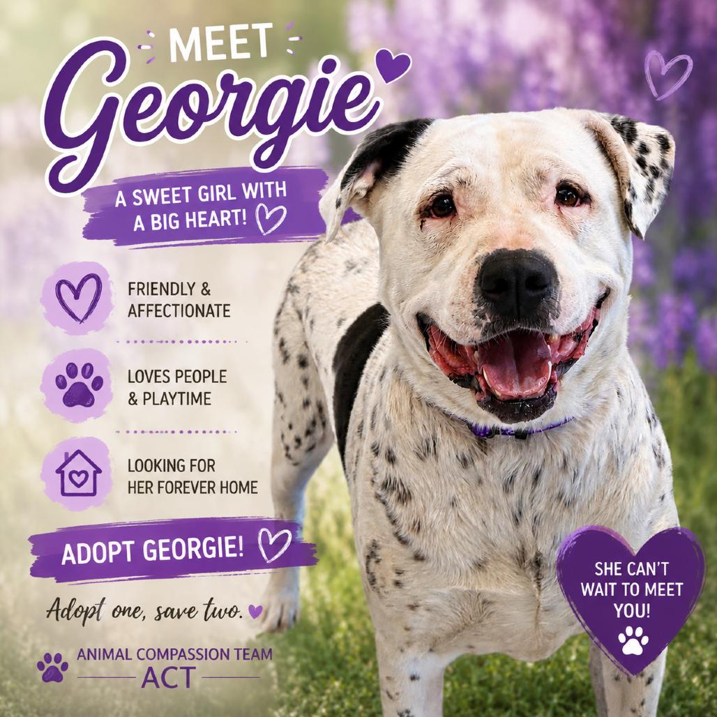 Enlarge Georgie, a Adoptable mixed breed in Fresno, CA image 5/6