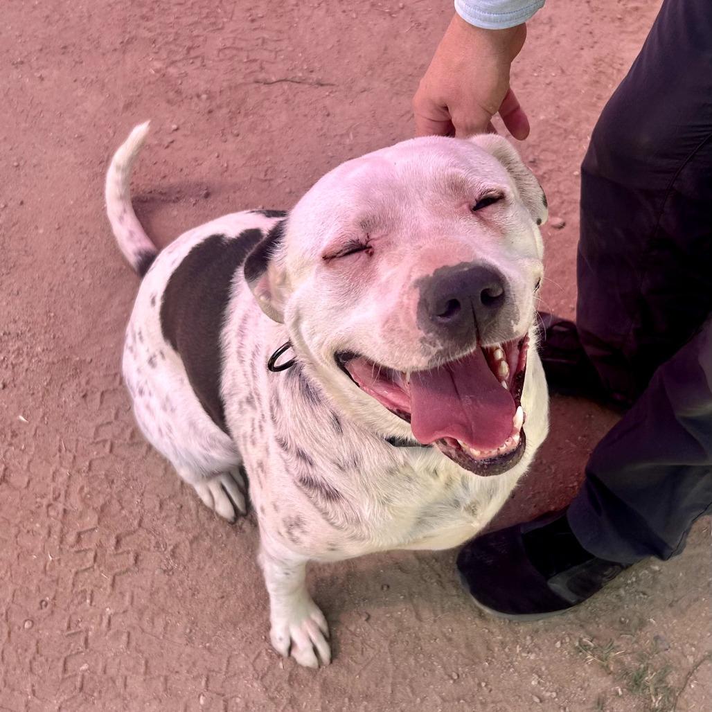 Enlarge Georgie, a Adoptable mixed breed in Fresno, CA image 6/6