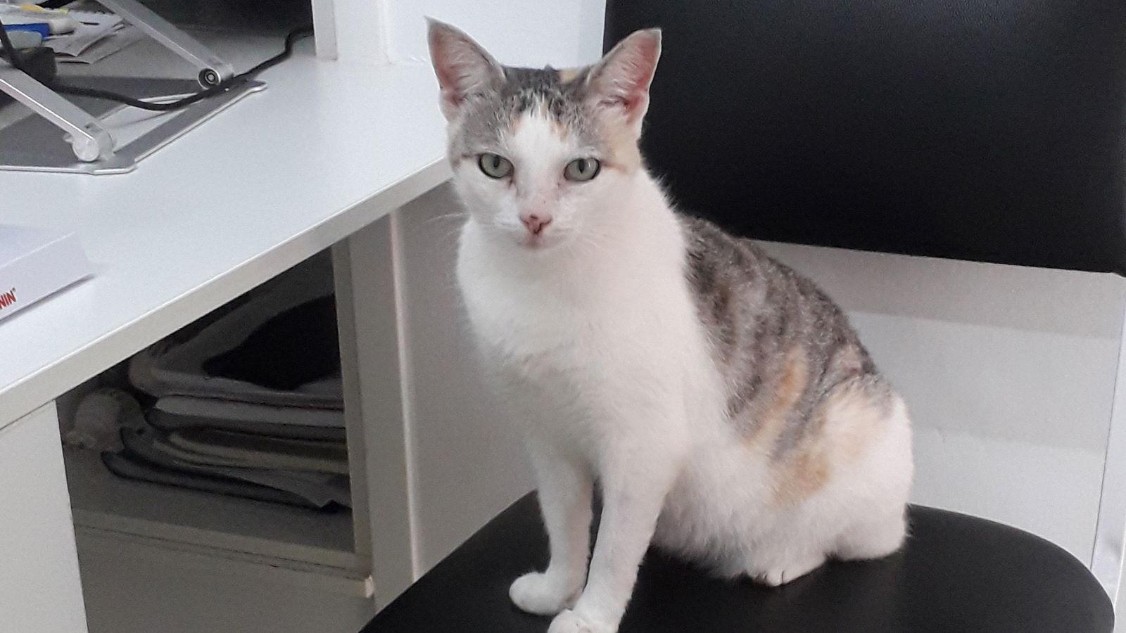 Matilde, Adoptable, Adult Female Dilute Calico.