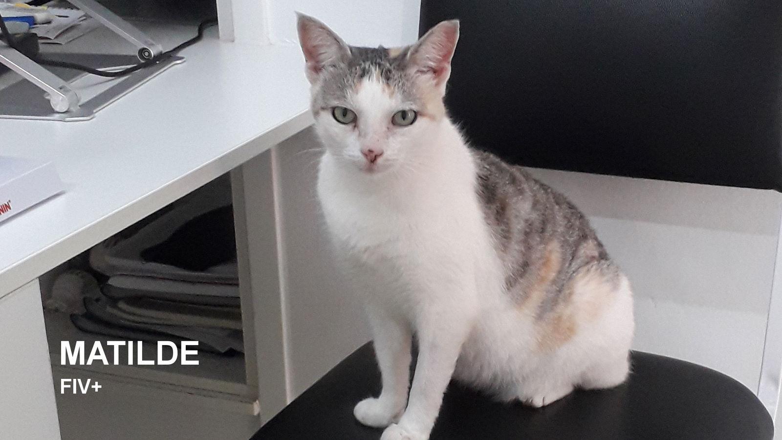 Matilde, a Adoptable Dilute Calico in Santa Rosa, CA image 2/3