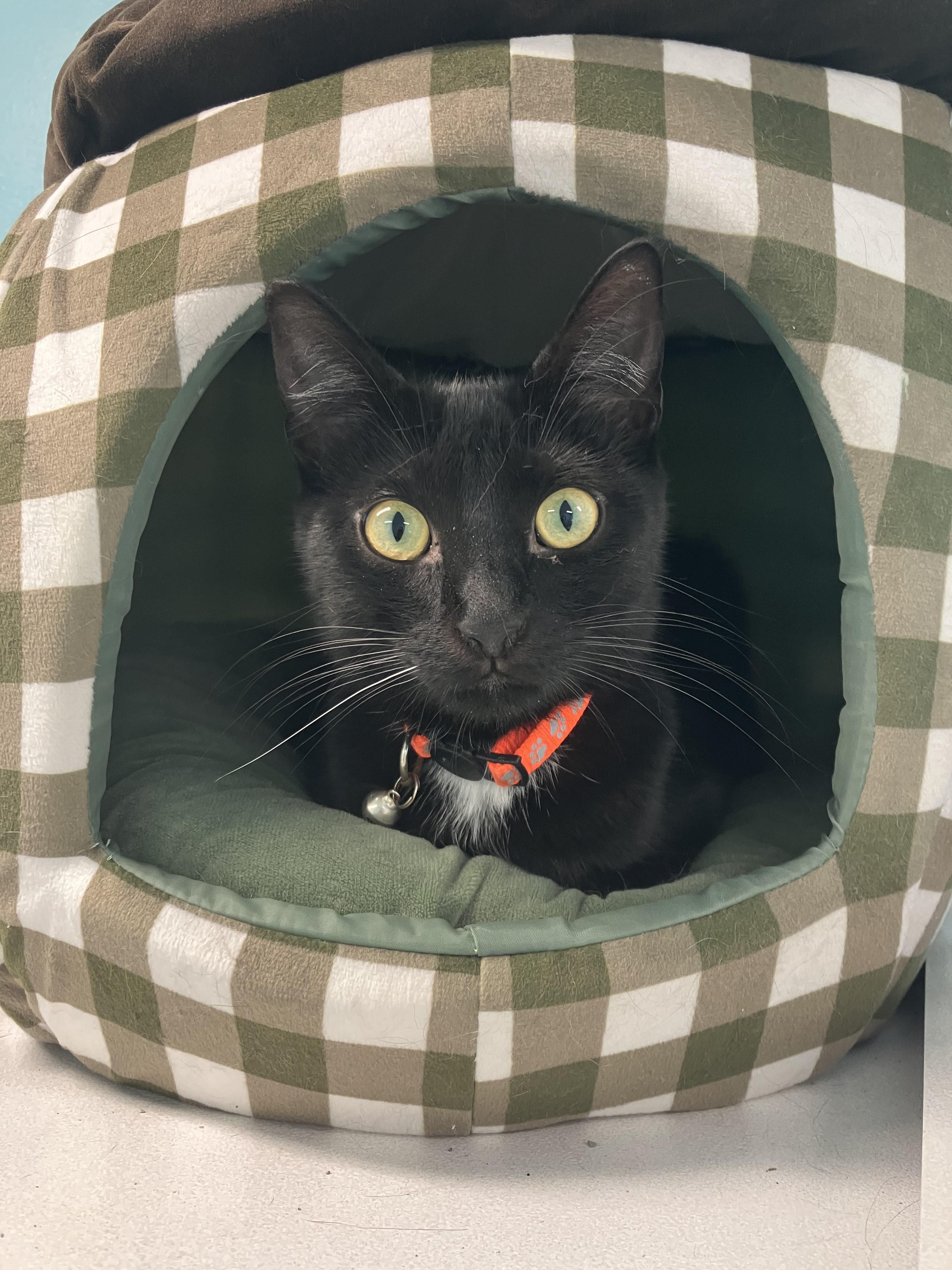 Spiderman Phil, an adoptable Domestic Short Hair in Morris, MN, 56267 | Photo Image 1