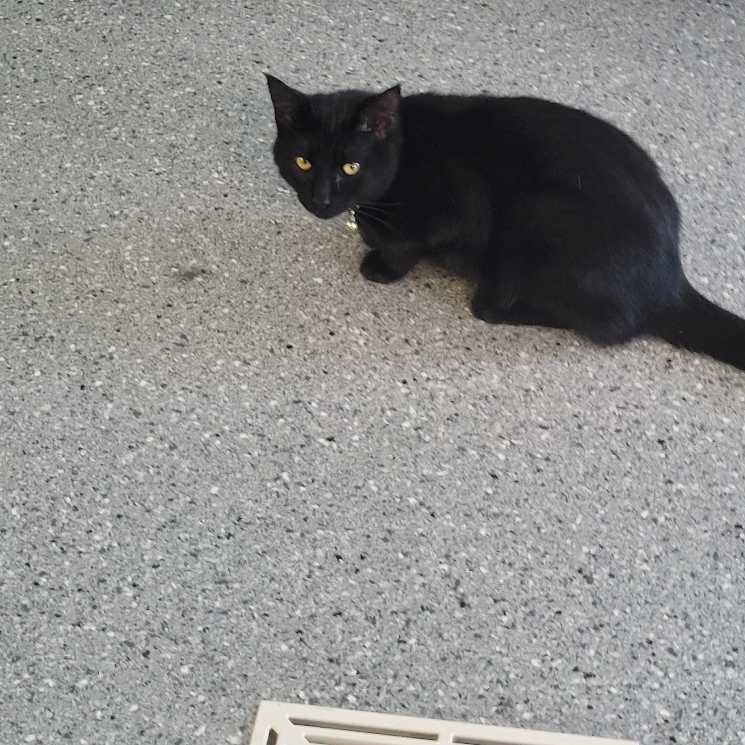 Spiderman Phil, an adoptable Domestic Short Hair in Morris, MN, 56267 | Photo Image 2