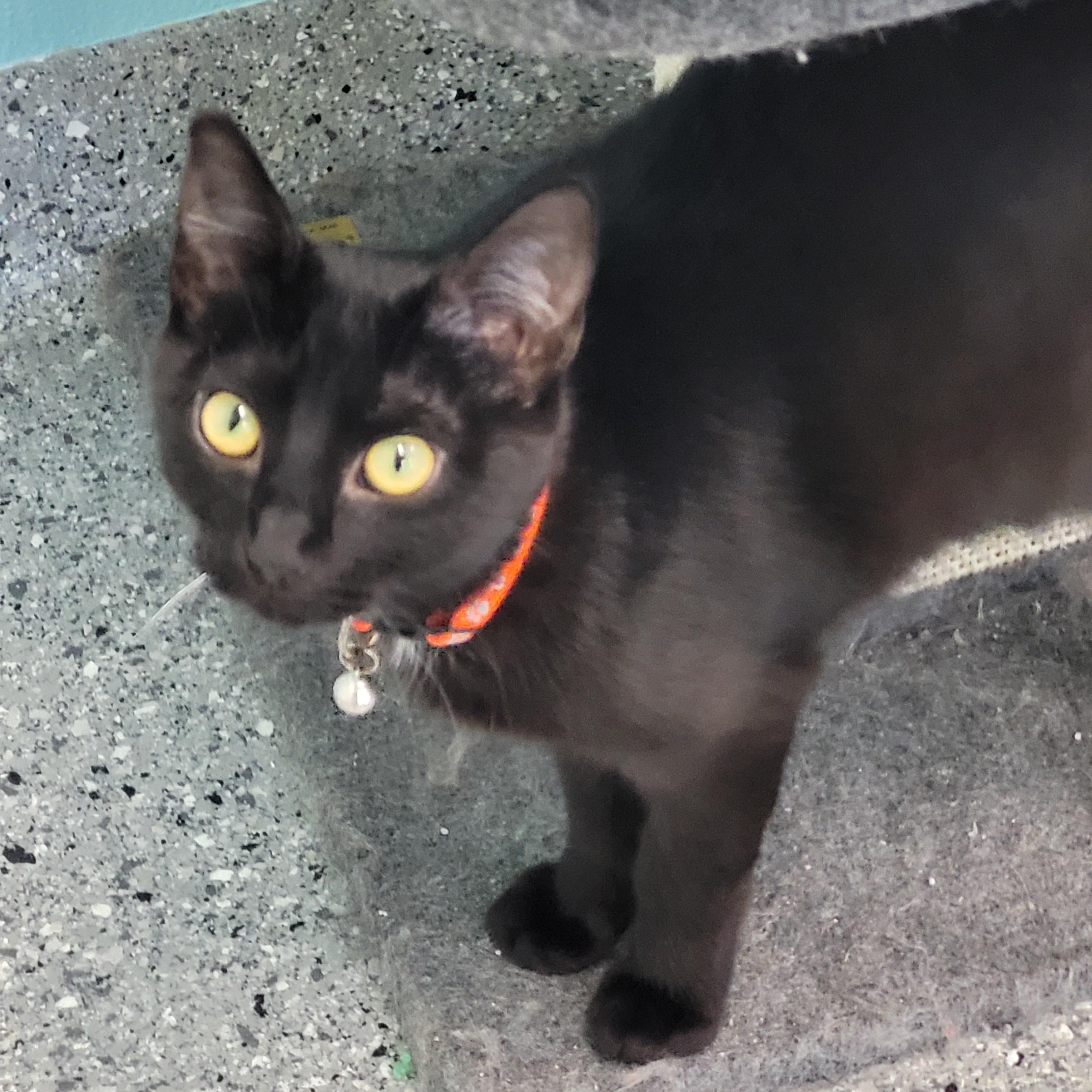 Spiderman Phil, an adoptable Domestic Short Hair in Morris, MN, 56267 | Photo Image 3