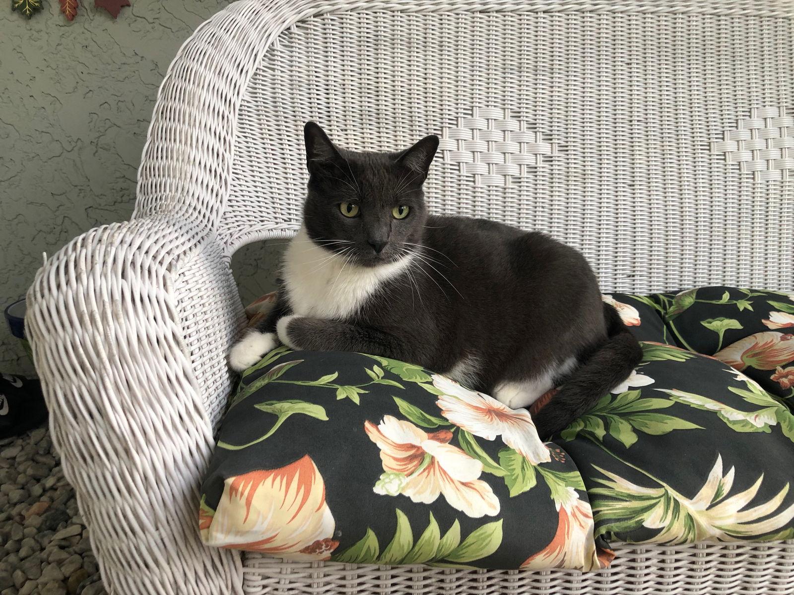 Paula Deen, Adoptable, Senior Female Domestic Short Hair & Russian Blue.