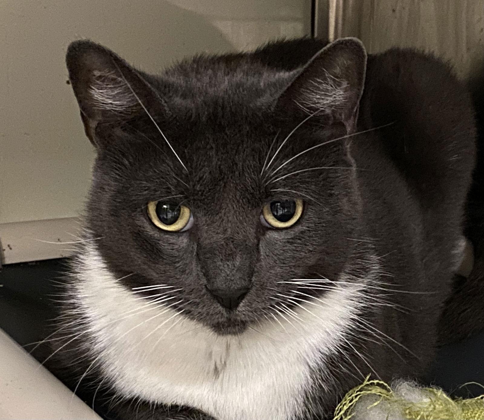 Enlarge Paula Deen, a Adoptable mixed breed in Satellite Beach, FL image 2/2