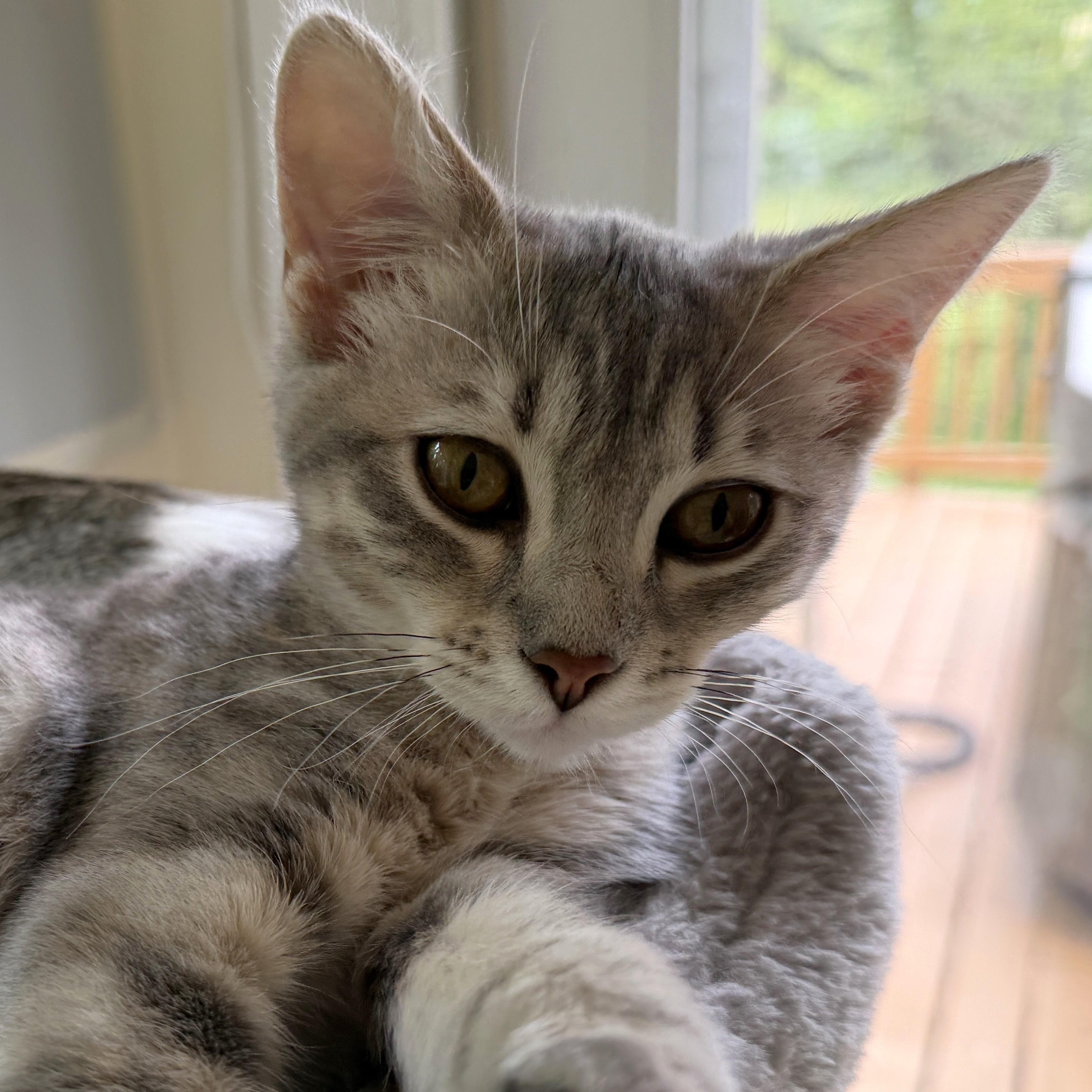 Lemon Meringue, an adopted Domestic Short Hair in Apex, NC image 4/5
