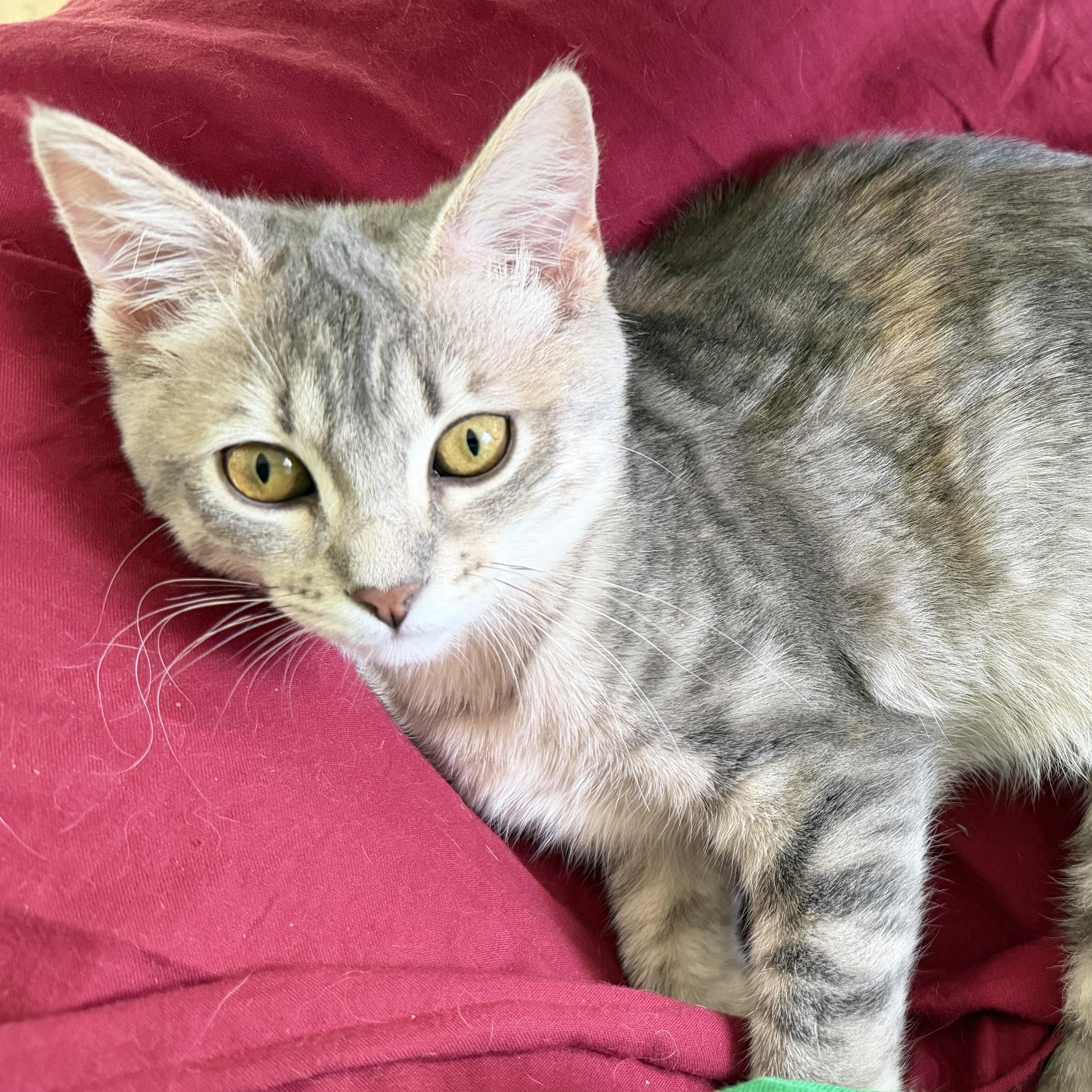 Lemon Meringue, an adopted Domestic Short Hair in Apex, NC image 5/5