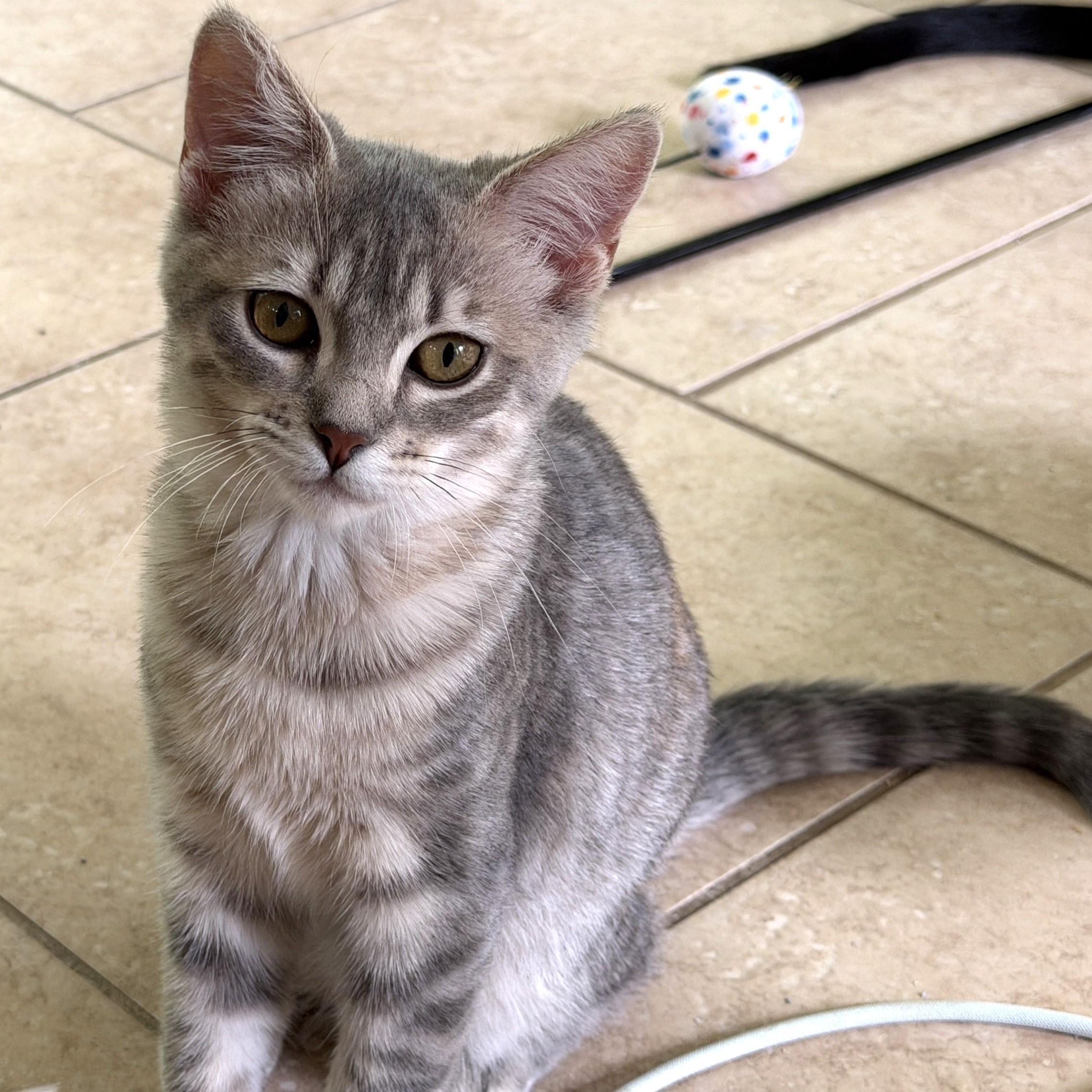 Lemon Meringue, an adopted Domestic Short Hair in Apex, NC image 1/5